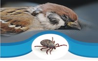 پیشگیری از گزش کنه 